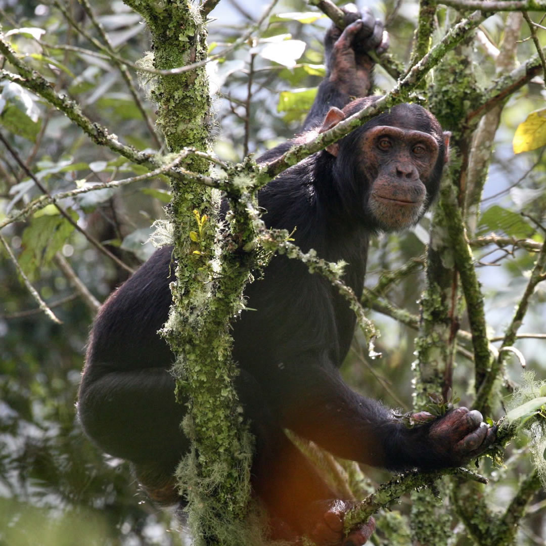 Gishwati Mukura National Park