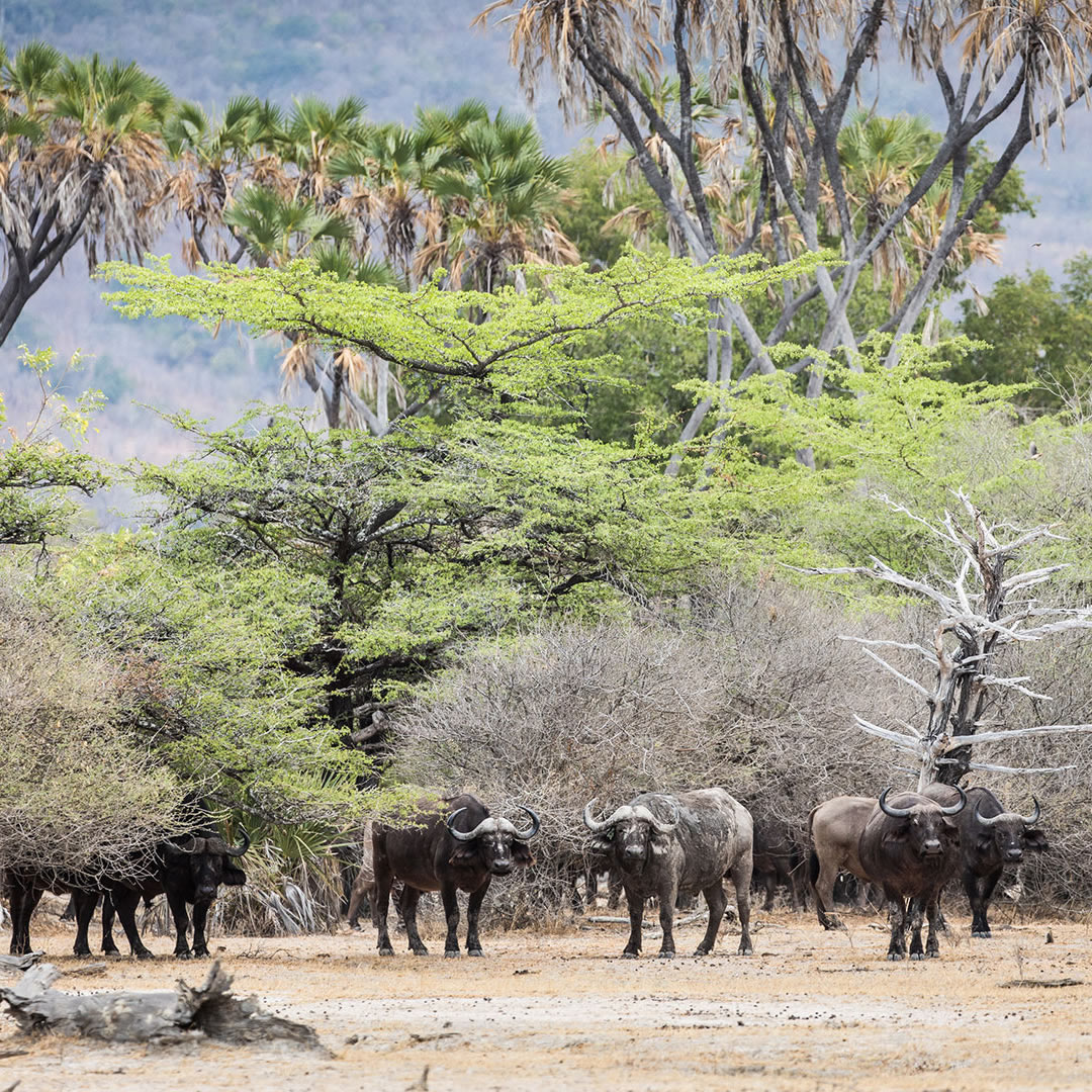 Nyerere National Park