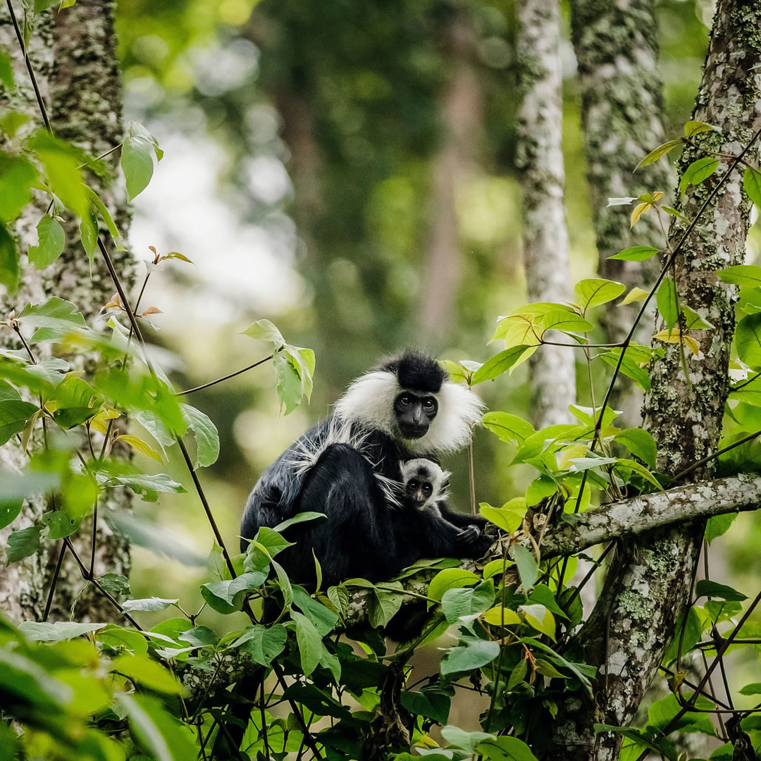 Nyungwe National Park
