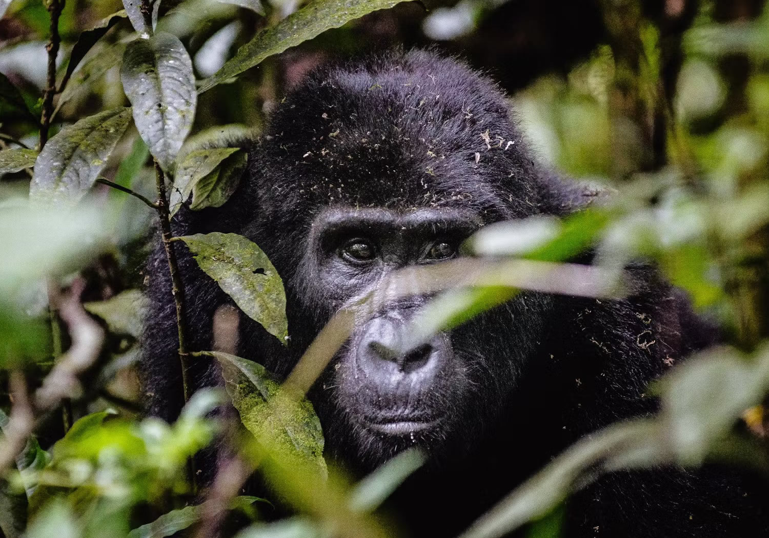 5 Days Bwindi Gorilla Trek Expedition 