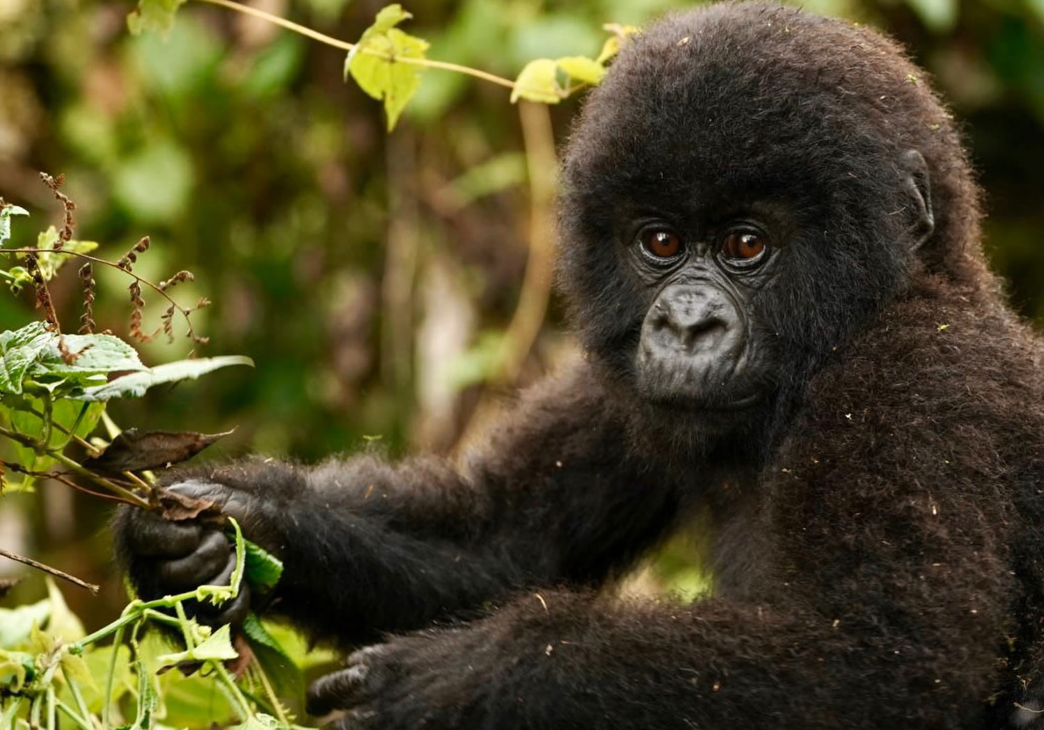 5 Days Rwanda Primate Expedition