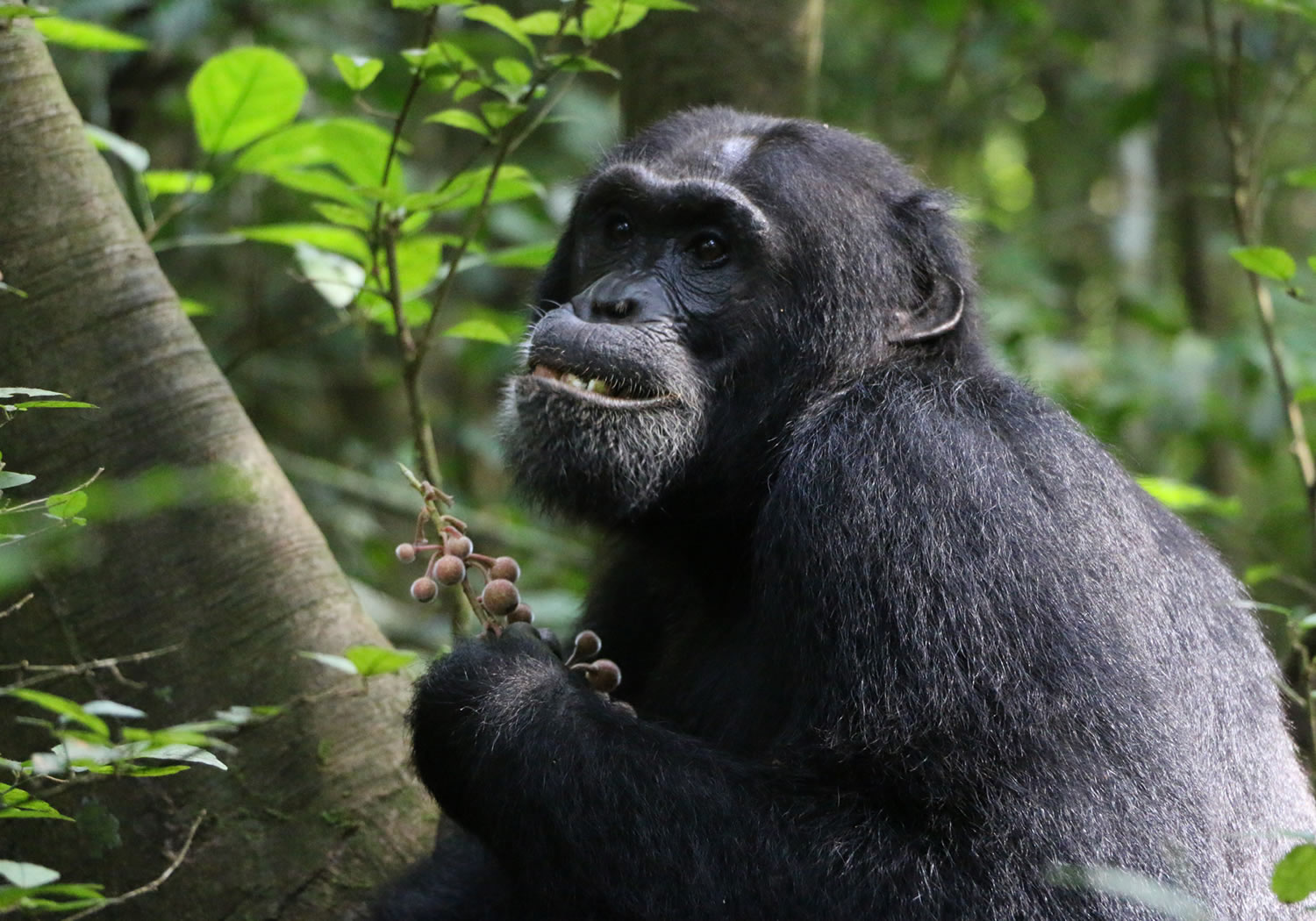 8 Days Absolute Uganda Expedition